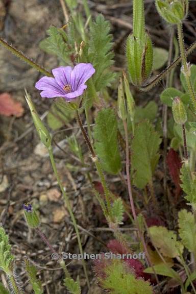 erodium botrys 6 graphic